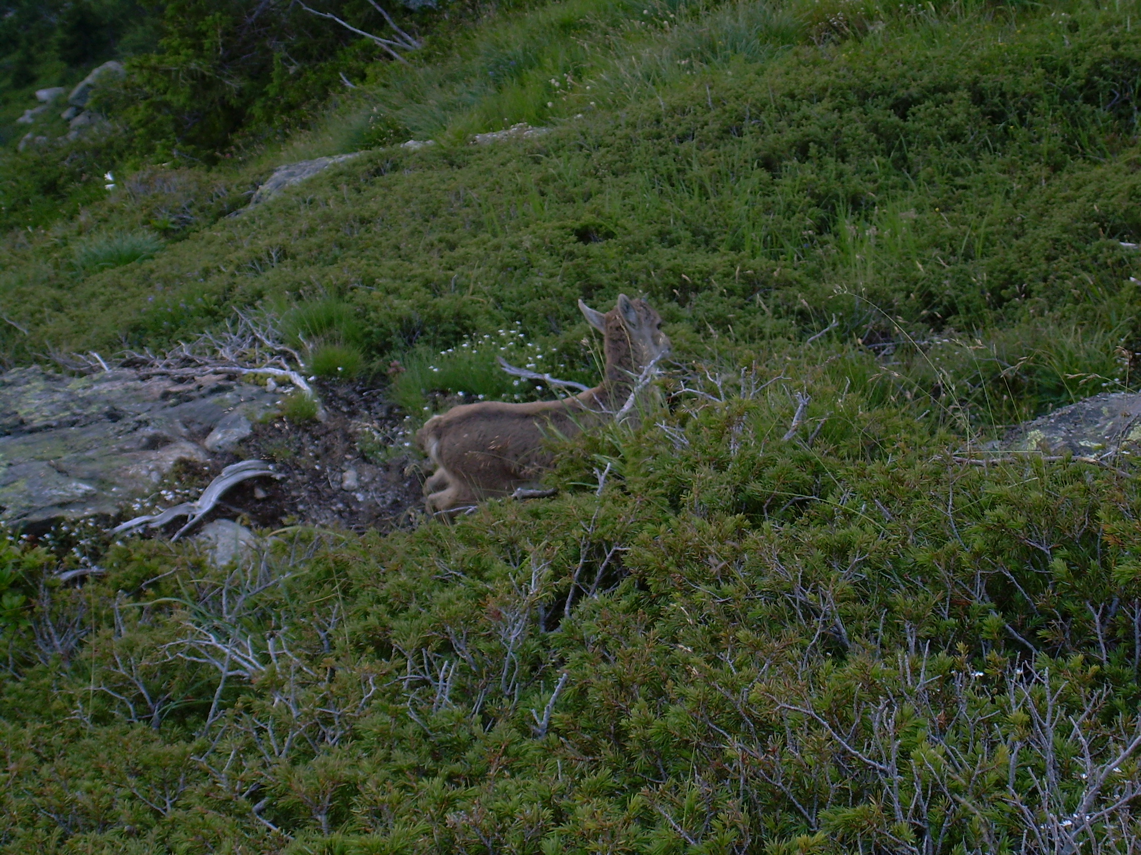 Chamois 13.JPG